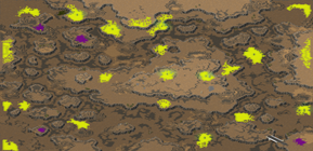 TS Tactical (2-5) full-resolution render