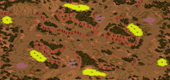 2-Player Temperate Skirmish full-resolution render
